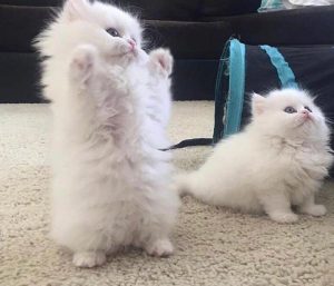 Ảnh 2 con mèo đôi đáng yêu