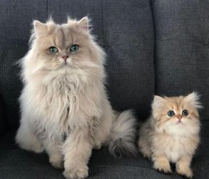 Ảnh 2 con mèo đôi đáng yêu