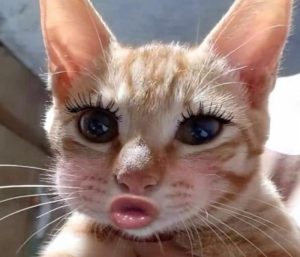 Ảnh con mèo meme bựa
