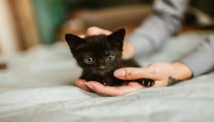Ảnh mèo con xinh xẻo cute