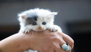 Ảnh mèo con xinh xẻo cute