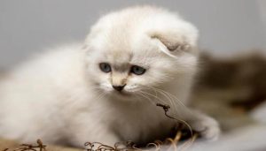 Ảnh mèo con xinh xẻo cute