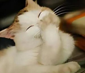 Ảnh meme mèo cười cute hài hước