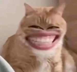 Ảnh meme mèo cười cute hài hước