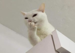 Ảnh meme mèo cười cute hài hước