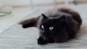Ảnh con mèo đen cute