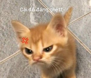Ảnh meme con mèo giận