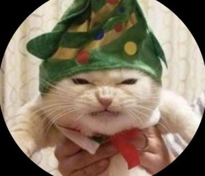 Ảnh con mèo noel giáng xinh dễ thương