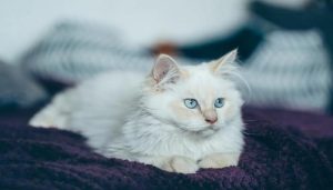 Hình ảnh con mèo cute đáng yêu xỉu