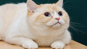 Hình ảnh con mèo cute đáng yêu xỉu