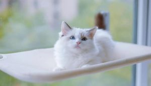 Hình ảnh con mèo cute đáng yêu xỉu
