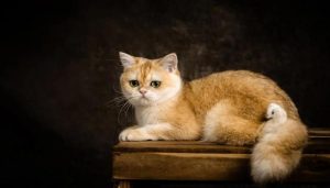 Hình ảnh con mèo cute đáng yêu xỉu