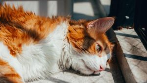 Hình ảnh con mèo cute đáng yêu xỉu