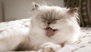 Hình ảnh con mèo cute đáng yêu xỉu