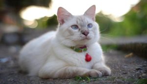 Ảnh con mèo trắng cute xinh