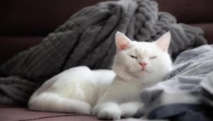 Ảnh con mèo trắng cute xinh