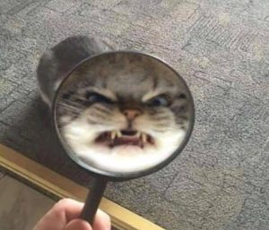 Ảnh meme con mèo giận