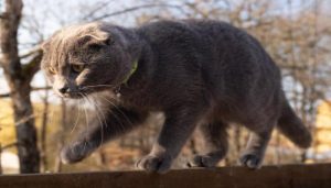 Ảnh mèo xám cute dễ thương