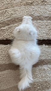 Ảnh con mèo làm hình nền cho điện thoại cực cute