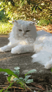 Ảnh con mèo làm hình nền cho điện thoại cực cute