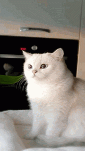 Ảnh con mèo làm hình nền cho điện thoại cực cute