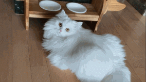 Hình nền con mèo cute cho máy tính