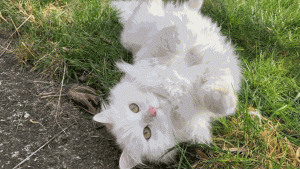 Hình nền con mèo cute cho máy tính