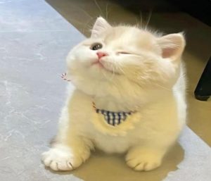 Ảnh avatar con mèo cute xỉu