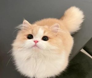 Ảnh avatar con mèo cute xỉu