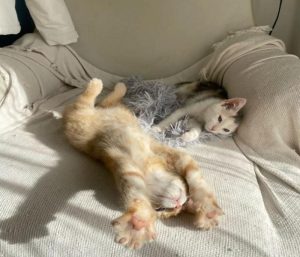 Ảnh con mèo ngủ đáng yêu