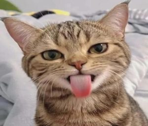 Hình ảnh con mèo ngáo hài hước cute