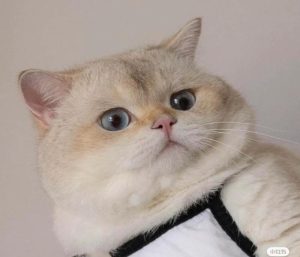 Hình ảnh con mèo ngáo hài hước cute
