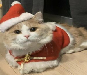 Ảnh con mèo noel giáng xinh dễ thương