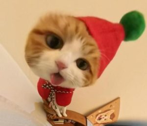 Ảnh con mèo noel giáng xinh dễ thương