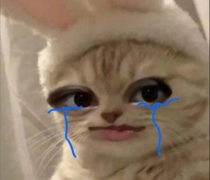Hình ảnh con mèo khóc cute