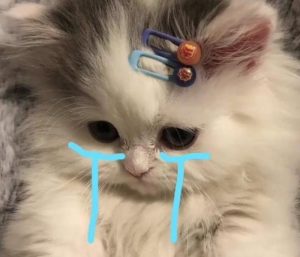 Hình ảnh con mèo khóc cute