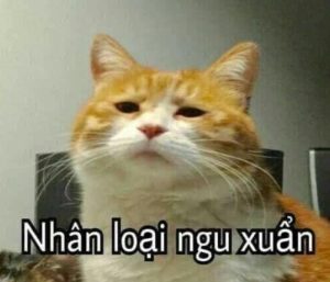 Hình con mèo meme ảnh chế hài hước