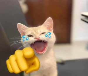 Hình con mèo meme ảnh chế hài hước