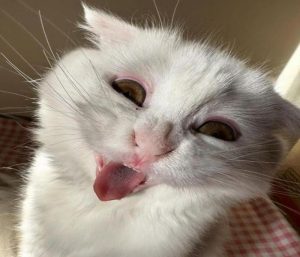 Hình con mèo meme ảnh chế hài hước