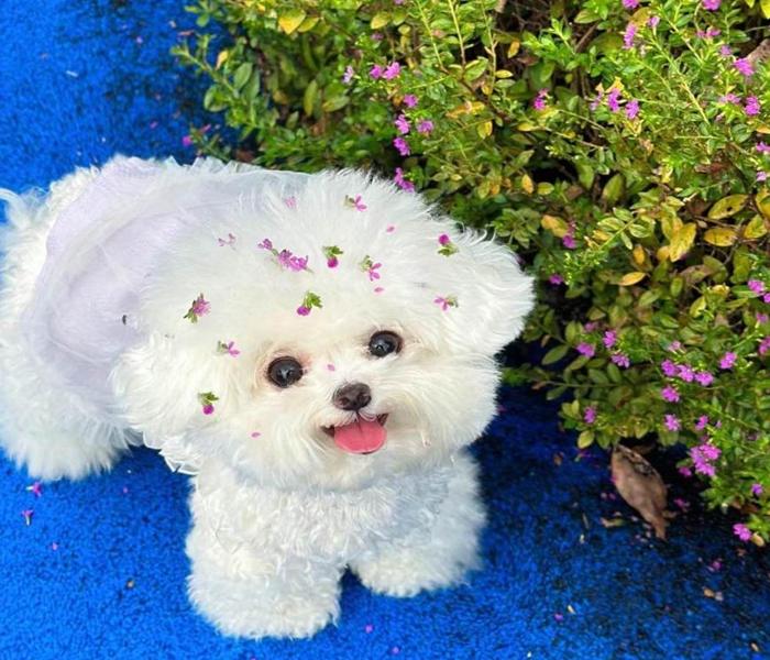 Tải Ngay +6987 Ảnh Đại Diện Con Chó Cute, Avatar Cún Con Đáng Yêu Miễn Phí