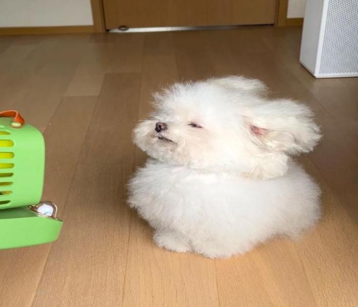 Ảnh đại diện cún con cute