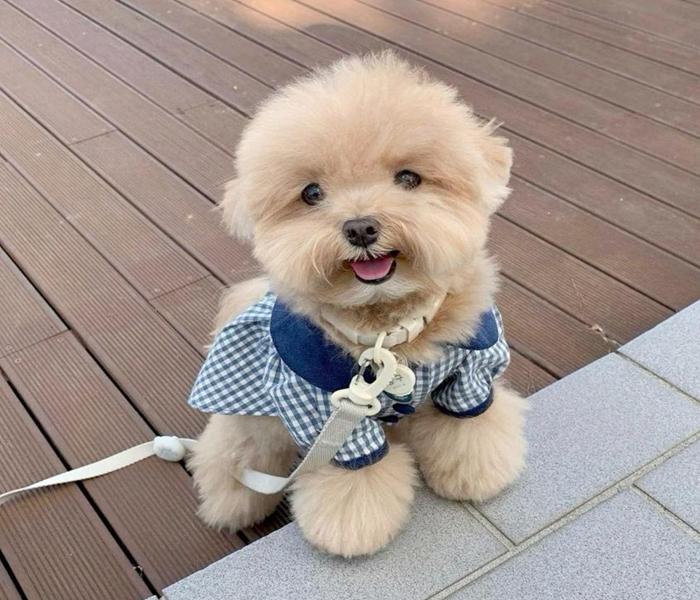 Ảnh đại diện cún con cute