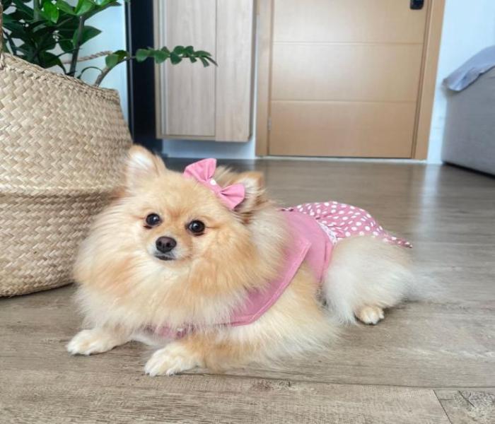 Ảnh đại diện cún con cute