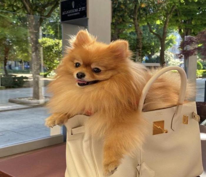 Ảnh đại diện cún con cute