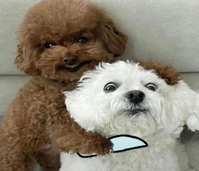Ảnh đại diện chó meme cute