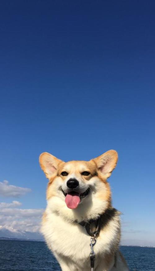 Hình nền chó Corgi cho ĐT siêu đáng yêu 