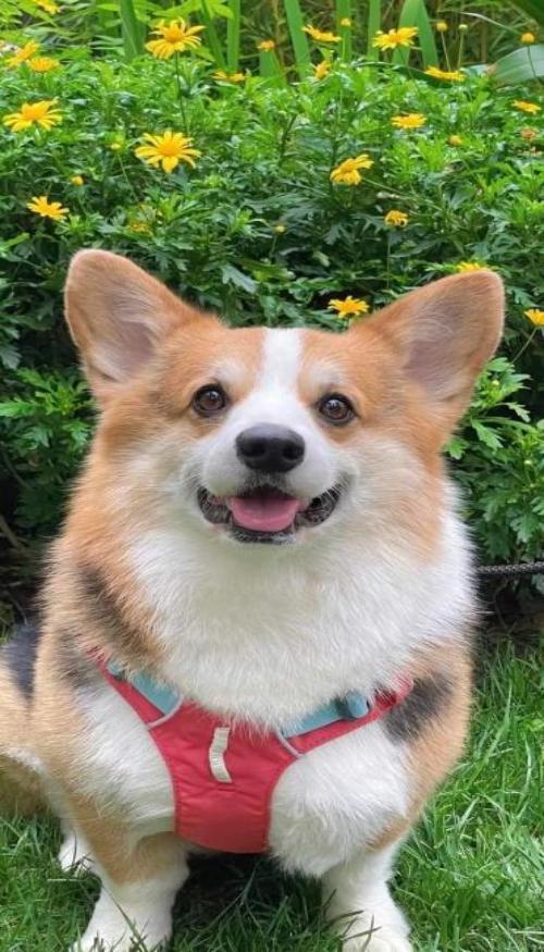 Hình nền chó Corgi cho ĐT siêu đáng yêu 