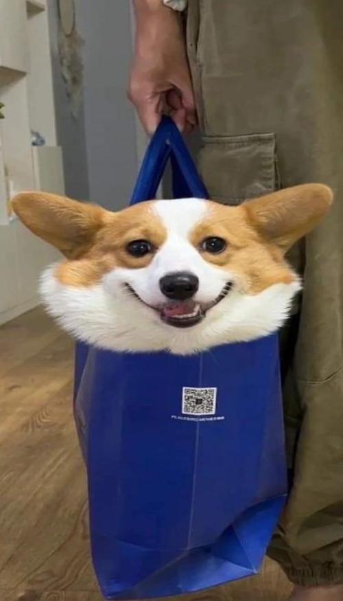 Hình nền chó Corgi cho ĐT siêu đáng yêu 