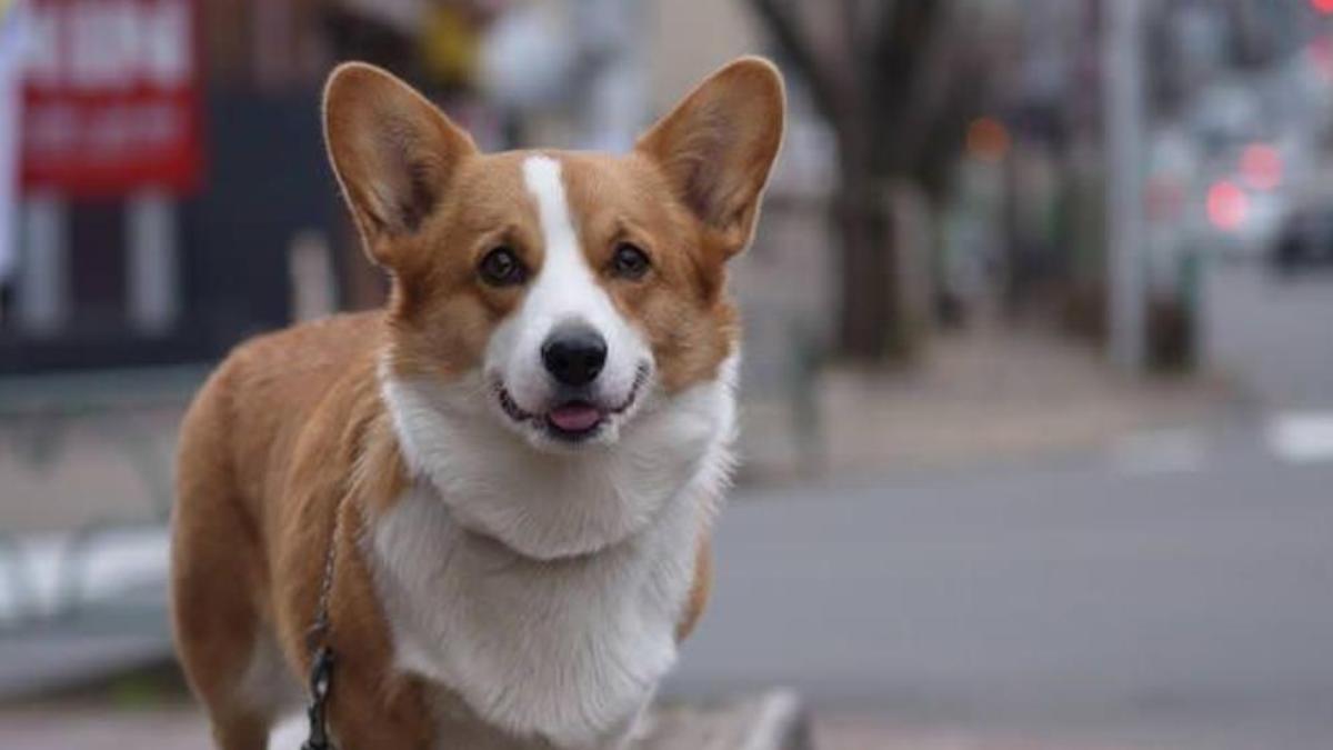 Hình nền chó Corgi cute cho PC miễn phí 