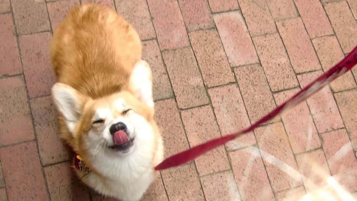 Hình nền chó Corgi cute cho PC miễn phí 